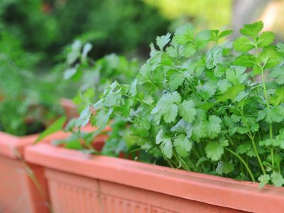 Del jardín a la mesa y al botiquín: la planta que usás en tus comidas y que esconde un poderoso secreto para la salud
