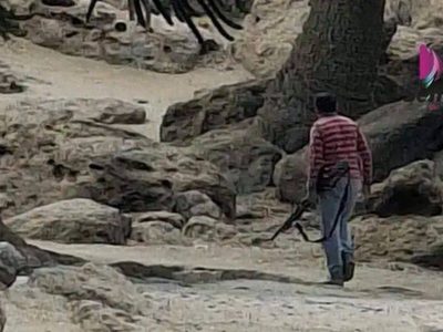 Un hombre comenzó a los tiros contra araucarias, en Primeros Pinos, para poder bajar piñones
