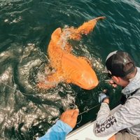 Hallaron al primer tiburón nodriza naranja del mundo