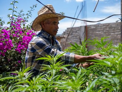 Cannabis medicinal: Antes huían del Ejército, ahora buscan el cultivo a gran escala