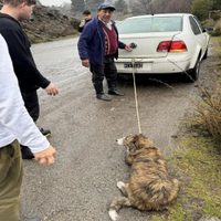 Un hombre circulaba en su auto por la ruta 40 arrastrando a un perro atado a una soga