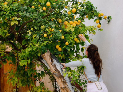 Así hacen los viveros para reproducir los limoneros y que en poco tiempo estén llenos de limones