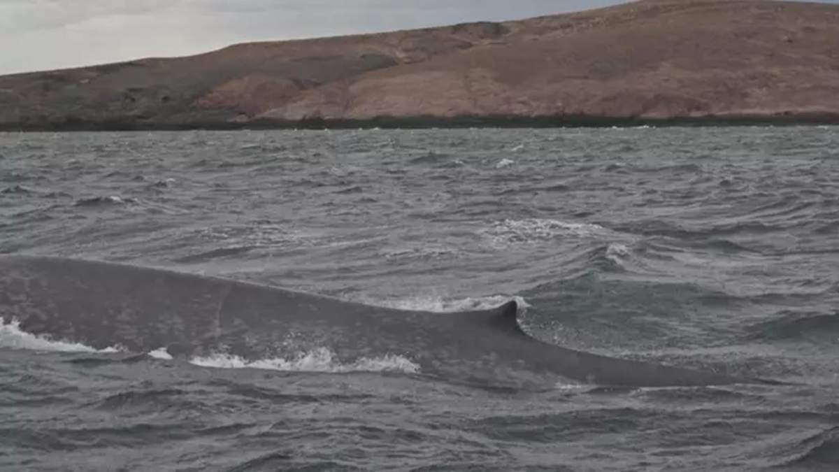 Por primera vez avistan una ballena azul en Chubut
