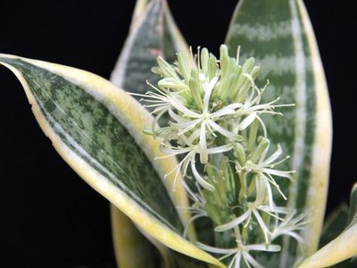 Exóticas: cómo lograr que tu sansevieria o "lengua de suegra" dé las más bellas flores