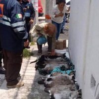 La Procuraduría capitalina investiga incendio en el que murieron 12 gatos