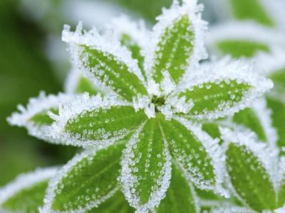 Que la helada no arruine tus plantas: aplicá estos trucos para que estén rozagantes y sanas todo el invierno