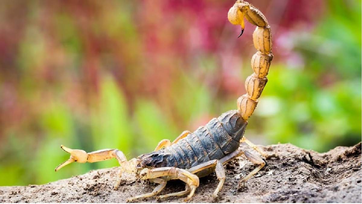 Alacranes. (Fuente: Instagram)