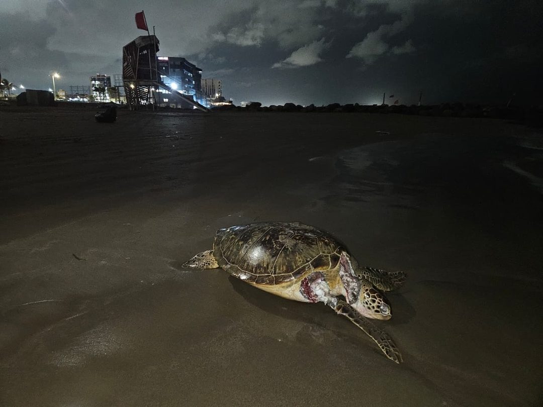 Tortuga Foto Facebook  Greenpeace México