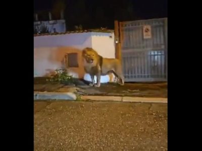 Un león escapa de un circo y siembra el caos durante varias horas (Video)