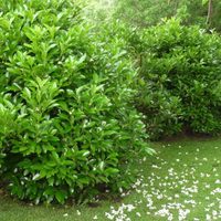 Se banca todo: la planta con flores hermosas y perfume duradero que no puede faltar en tu jardín