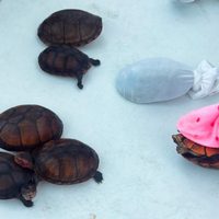 Rescatan en Aeropuerto de Tijuana a 774 tortugas que iban a ser traficadas