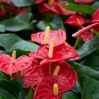 Hermosas y de moda: las plantas que arrasan en Instagram y que vos también vas a querer en tu living