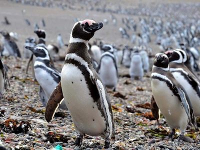 Comenzó el juicio contra Ricardo La Regina, empresario que arrasó con la pingüinera de Punta Tombo