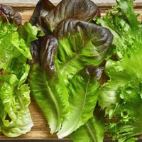 La lechuga está carísima: cultivala en macetas en poco tiempo y con este consejo que no falla