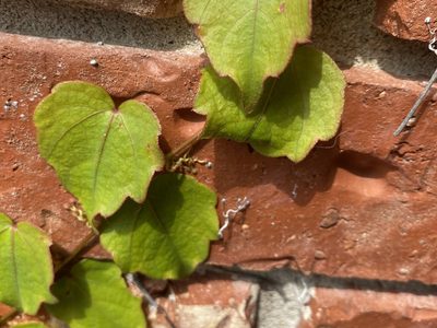 La hermosa y útil planta que muchos quieren en su jardín, pero que esconde un peligroso secreto