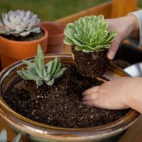 3 consejos para tener suculentas hermosas todo el año sin gastar un solo peso: tomá nota