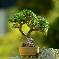 Plantas: los lugares en tu casa que debés evitar a toda costa para colocar tu Árbol de Jade