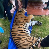 Incautan dos leones y dos tigres a contratista favorito de Omar Fayad