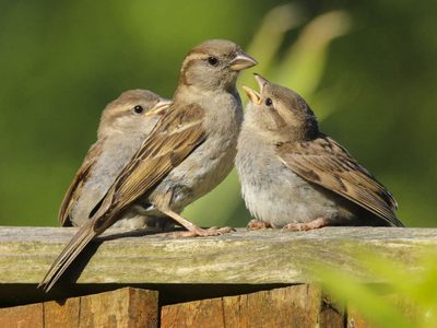 Seguro no lo sabías: por qué el gorrión es, en realidad, un animal terrestre que puede volar