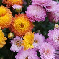 Embellece tu jardín: 4 plantas que florecen en otoño