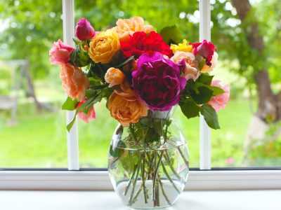 Con solo 3 ingredientes, el secreto de la abuela para que tus rosas no se marchiten tan rápido