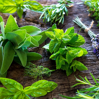 Plantas: los tips claves para sembrar hierbas aromáticas en tu jardín y que crezcan sanas y rozagantes