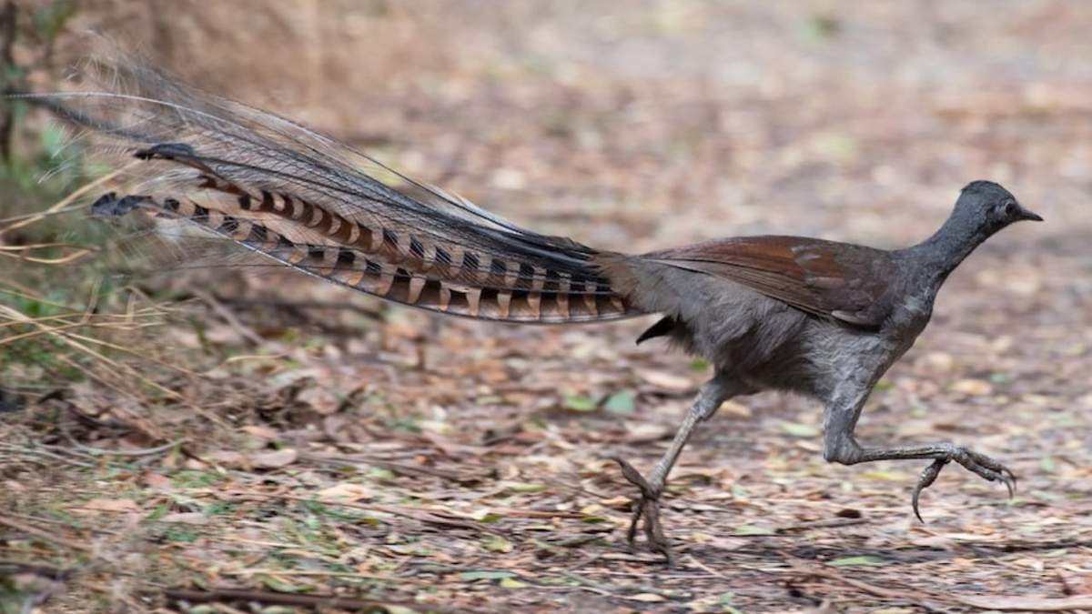 Menura novaehollandiae. Fuente: (eBird)