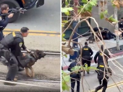 Perro policía neutralizó a delincuente en San Diego (Video)