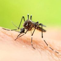 Los 5 trucos caseros para alejar para siempre a los mosquitos de tu hogar