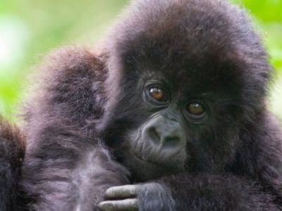 La ceremonia de nombramiento de gorilas de Ruanda celebra 40 nacimientos