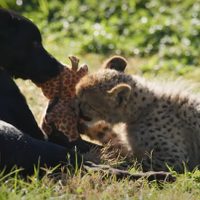 Rozi y Ziggy, la tierna amistad entre un cachorro mestizo y la cría de un guepardo