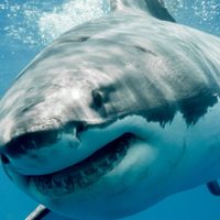 Muere pescador por ataque de tiburón blanco en playa de Huatabampo, Sonora