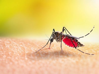 La razón por la que los mosquitos eligen siempre a las mismas personas