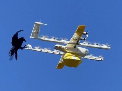 Aves atacan drones de Google y obligan a suspender entregas aéreas a domicilio (Video)