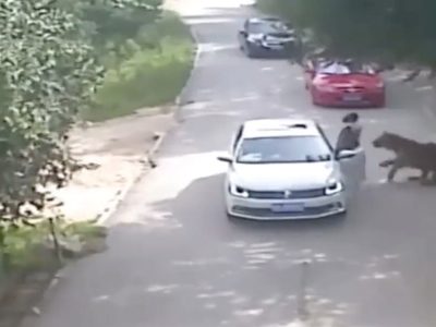 Tigre ataca a una mujer que bajó de un auto durante un safari (Video)