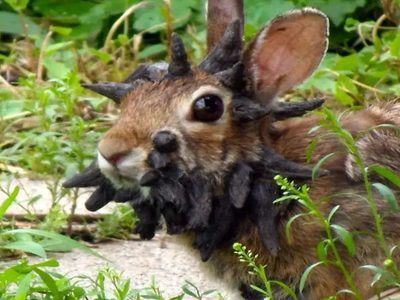 Papillomavirus: avistaron conejos con tentáculos en Colorado