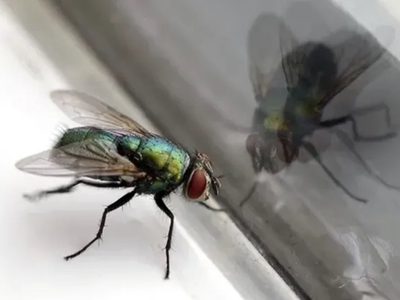 Traen un mensaje: qué significa que estos indeseados insectos entren a tu casa
