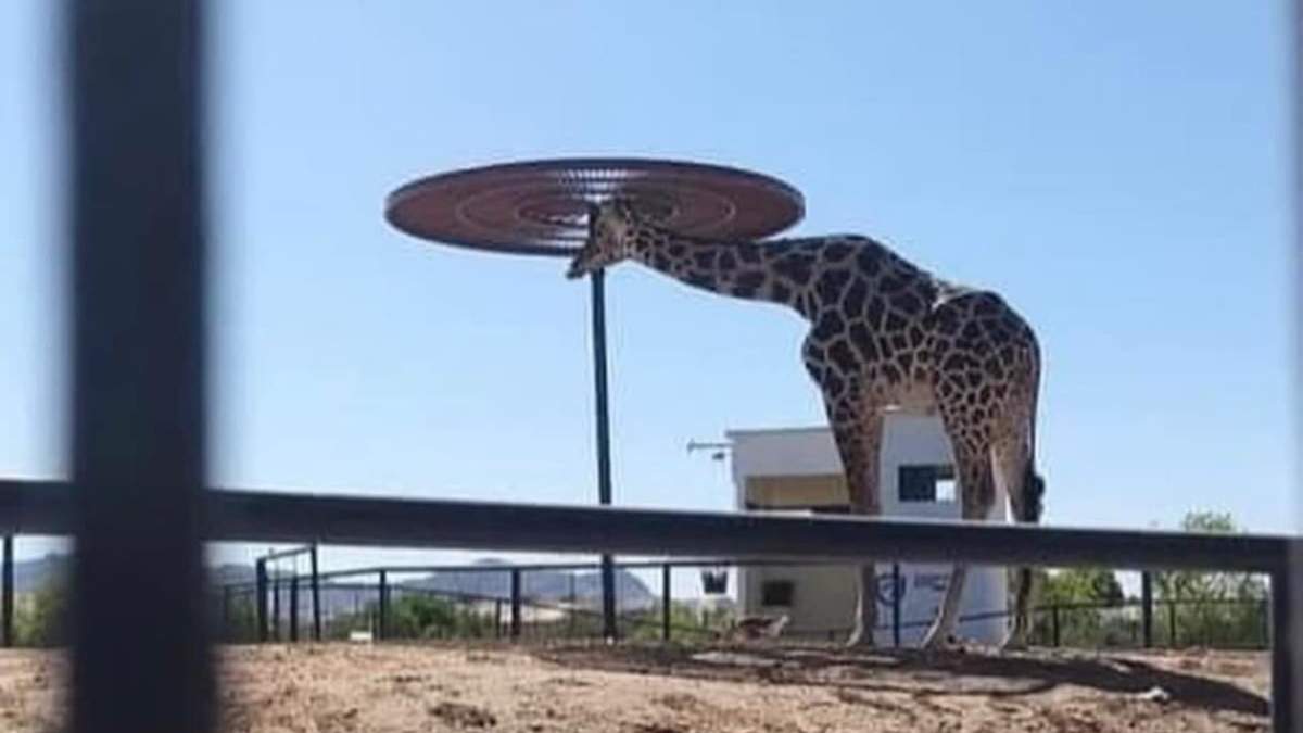 La sombrilla de la jirafa Benito en Ciudad Juárez