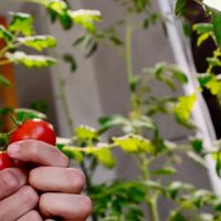 Multiplicá tus plantas de tomate de la manera más fácil y para que crezcan más rápido