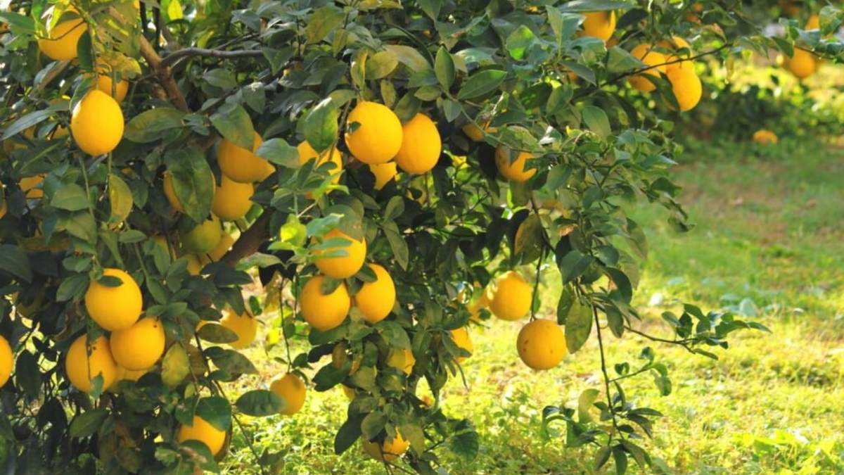 Limonero. Fuente: (Instagram)