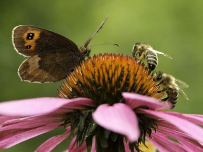 Los 5 insectos que habitan en tu jardín y que nunca, pero nunca, debés matar