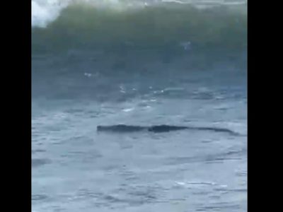 Captan a un cocodrilo en la zona Diamante de Acapulco (Video)