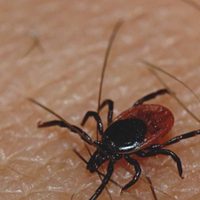 Alarma en China por una enfermedad que transmiten las garrapatas