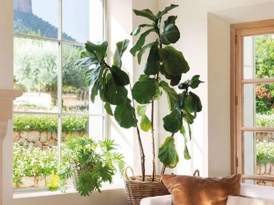 El truco infalible para que tus plantas sobrevivan a las vacaciones y te esperen verdes y sanas