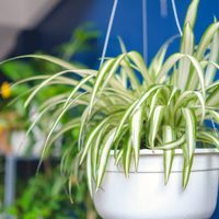 Planta cinta o mala madre: como lograr que esté radiante esta hermosa planta que purifica el aire
