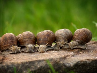 Si ya no sabes qué hacer para alejar a los caracoles de tus plantas, probá estos 3 trucos fáciles y naturales