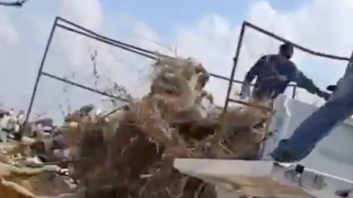Trabajadores captados arrojando cuerpos de animales