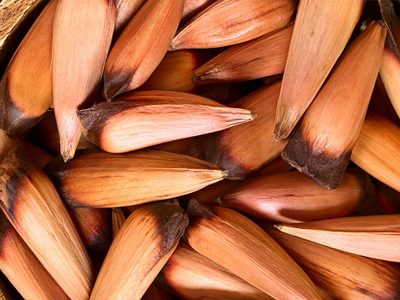 Lo que muchos esperaban: se habilitó la temporada de recolección de piñones, pero con restricciones