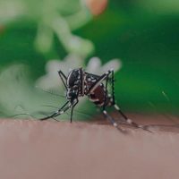 Con 1 ingrediente de cocina: el truco para ahuyentar a las moscas y mosquitos de tu alrededor