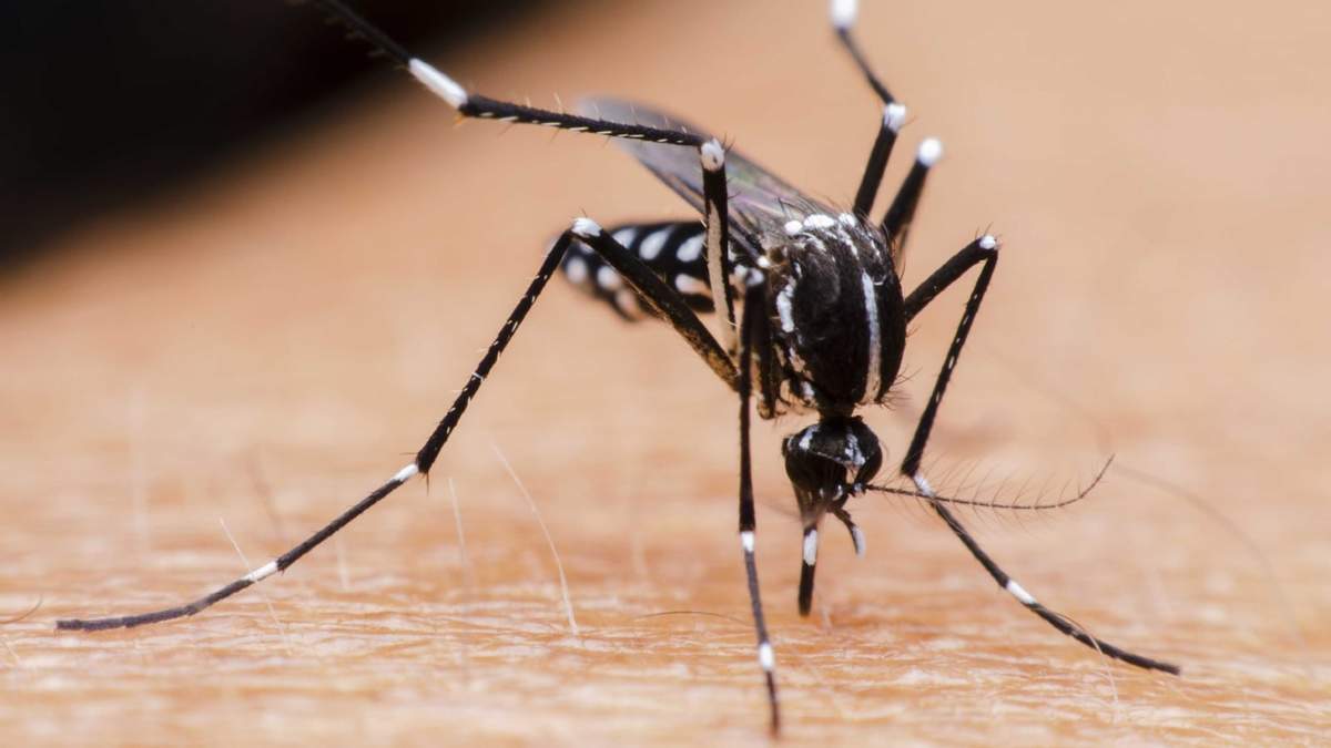 El mosquito aedes aegypti propaga enfermedades como el dengue, el zika y la fiebre amarilla. Fuente: (Twitter)